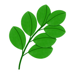 green leaves isolated on white