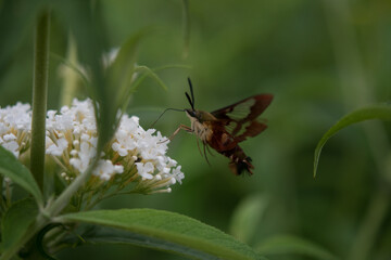 Hummingbird Moth visiting flowers in the garden