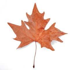 Plane tree leaf isolated