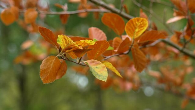 Multicolor common beech autumn foliage closeup. Fagus sylvatica