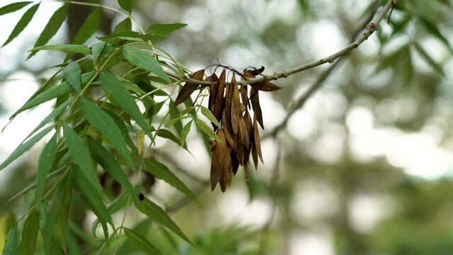 Autumnal ash seeds on tree branch close up. Fraxinus excelsior