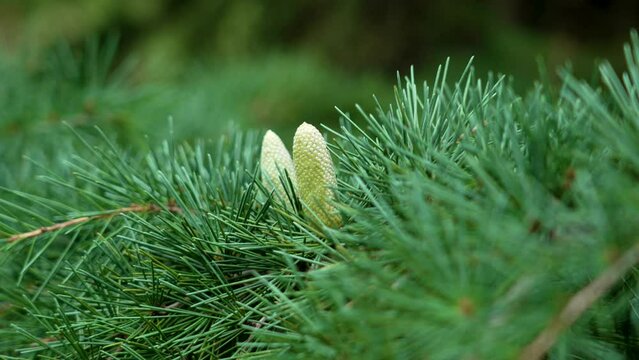 Young small green cones on Himalayan cedar branches (Cedrus Deodara)