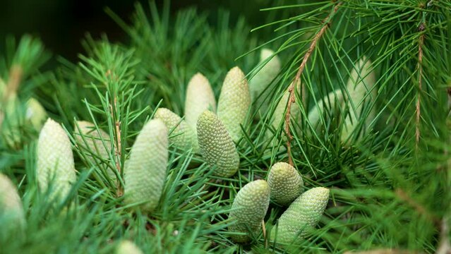 Cedrus deodara branch with many young cones and lush green needles. Himalayan cedar