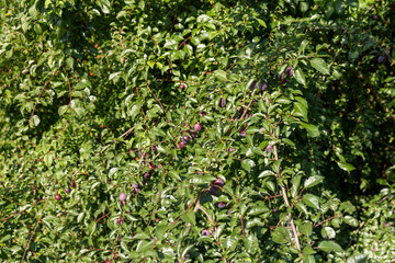 ripe harvest of large cherry plum in the summer