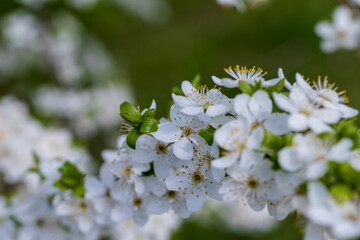 cherry blossoms in the orchard in spring