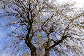 willow trees without foliage in the spring season
