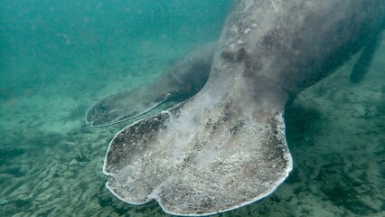 Close-up of wide tails of Florida manatee and calf (Trichechus manatus latirostris), outside of Three Sisters Springs, Crystal River, Florida © Erin Westgate