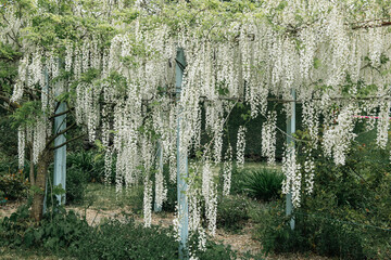 White Wisteria