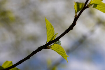 deciduous trees in the forest in the spring season