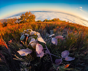 Fish eye view of foggy sunrise in Caarpathian mountains. Frozen blackberry leaves in the middle of...