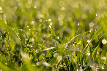 dew drops on the stems of young green wheat in autumn