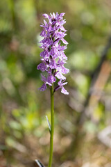 Blooming Dactylorhiza close-up. Vertical frame