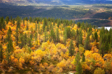 Beautiful autumn forest with bright yellow larches