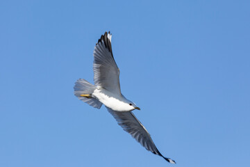 Obraz premium Close-up of a seagull flying in the sky