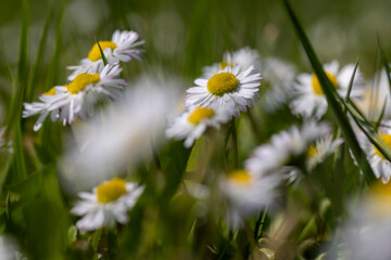 beautiful spring daisies in the green grass