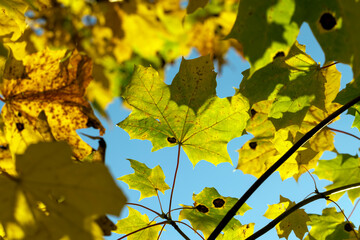 Maple tree during the autumn season