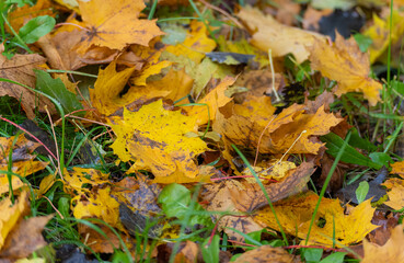 Background of autumn leaves in the wet grass. Maple leaves.