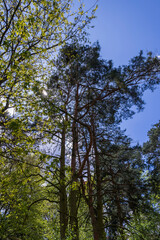 pine trees view from bottom to top in spring