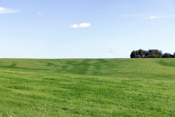 a field with green grass in the summer season