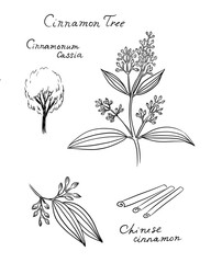 Cinnamomum cassia, called Chinese cassia or Chinese cinnamon -  tree, leaves, flowers, branches, sketch on white background
