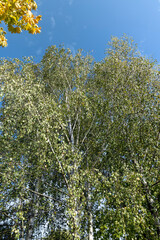 changing the color of foliage on birch trees in autumn weather