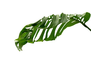 Plant leaves Green nature Tropical forest isolated on transparent background - png  © eakarat