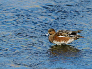 エクリプスの雄のヒドリガモ
