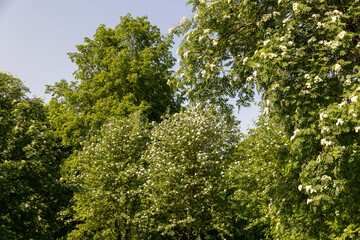 rowan flowers during flowering in spring park