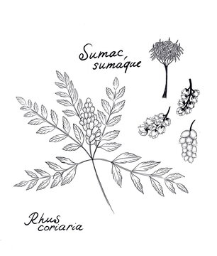 Sumac, sumaque, zumaque de Virginia, Rhus typhina, staghorn, cutleaf staghorn sumac, Rhus coriaria, Sicilian sumac,  tanner's sumach, or elm-leaved sumach  -   medicinal and culinary plant