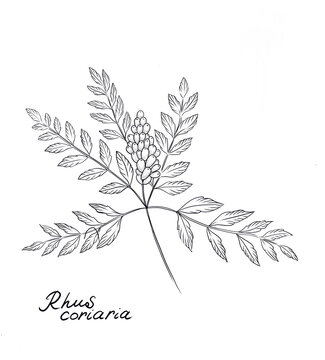 Branch of Sumac, sumaque, zumaque de Virginia, Rhus typhina, staghorn, cutleaf staghorn sumac, Rhus coriaria, Sicilian sumac,  tanner's sumach, or elm-leaved sumach  -   medicinal and culinary plant
