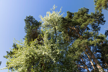 a branch of a flowering pear with green foliage