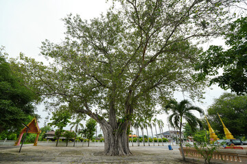 Obraz premium Big banyan tree in Pranburi Temple, Prachuap Khiri Khan Province, Thailand
