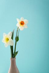 Naklejka na ściany i meble Spring flowers daffodils in a vase
