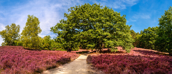 Beauty of Fischbeker Heide landscape in this panoramic view, featuring a sandy path winding through the lush heathland with a majestic oak tree at its center, providing an escape of bustling Hamburg.
