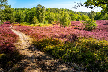 Fototapeta na wymiar Fischbeker Heide landscape, as a hiking trail winds through blooming heather, leading to a forest in this panoramic view, epitomizing the charm of rural Germany, an escape for nature enthusiasts.
