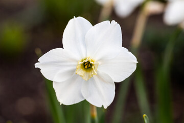 Obraz premium White daffodils (Narcissus poeticus) isolated on white background