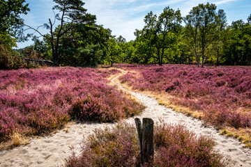 Beauty of the Fischbektal valley with a view over a sandy path that leads from a fork to the heart of blooming heath landscape at Fischbeker Heide in the Hamburg outskirts, an escape into countryside. - obrazy, fototapety, plakaty