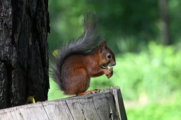 Foto op Plexiglas squirrel on a tree © Gundars