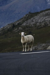 Cheval & brebis - Pyr&eacute;n&eacute;es