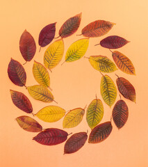 Obraz premium Two circles from fall leaves laid out on pastel orange. Autumn, Halloween, thanksgiving card mock up