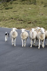 Cheval & brebis - Pyr&eacute;n&eacute;es