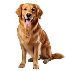 Golden retriever isolated on transparent background PNG