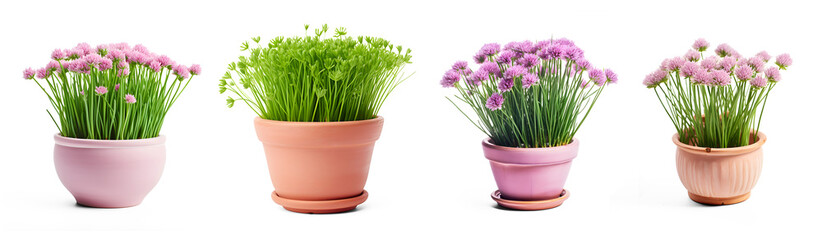 Fresh Chives with flowers Isolated Herb Design, Whole, and Chopped, Clay Pot Included, for Healthy Nutrition or cooking vegetables on transparent background. Generative AI