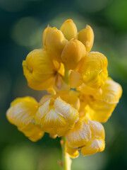 Fototapeta premium Closeup of a candelabra bush flower on a summer day in Texas.