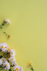 Flowers composition background. Beautiful light pink chrysanthemums on yellow background.Top view, copy space. Flat lay, floral card. Holiday flowers concept. Place for text copy space.