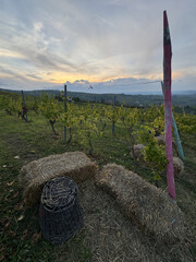 Italian landscape in Langhe and Monferrato, vineyards are visible on the hills. - 666573359