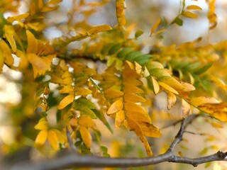 Autumn forest (acacia tree)