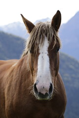 Obraz premium Cheval & brebis - Pyrénées