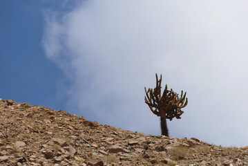 Candelabra cactus (Browningia candelaris) on a mountain at the Atacama desert, Andes.