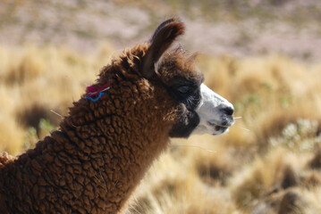 Domestic alpaca (Vicugna vicugna) from the Atacama desert in Chile